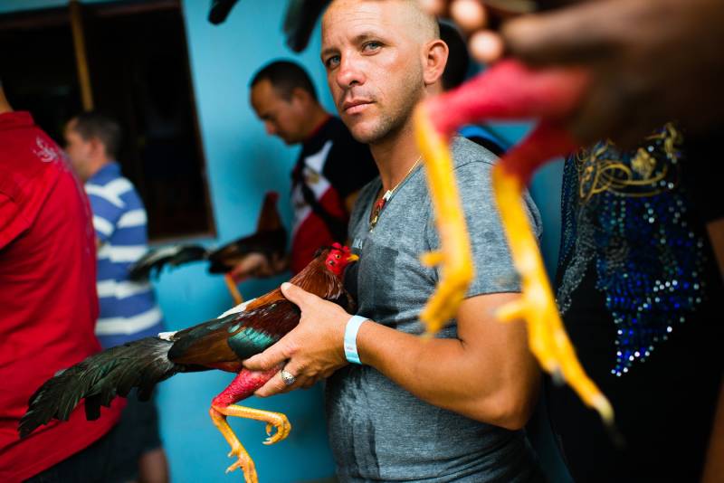 Gà Cuban Là Gì? Khám Phá Các Dòng Gà Cuban Nổi Bật 2 Đặc điểm nhận diện gà Cuban