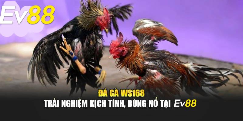 Giới Thiệu Sảnh Đá Gà Ws168 Tại Ev88 - Đặt Cược Và Nhận Tiền 1 Giới Thiệu Sảnh Đá Gà Ws168 Tại Ev88 - Đặt Cược Và Nhận Tiền