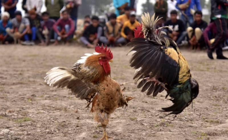 Tại Sao Đá Gà Trên Mạng Luôn Thua? Sự Thật Người Chơi Cần Hiểu Rõ 4 Không có “mánh” hay bí quyết nào giúp thắng lâu dài