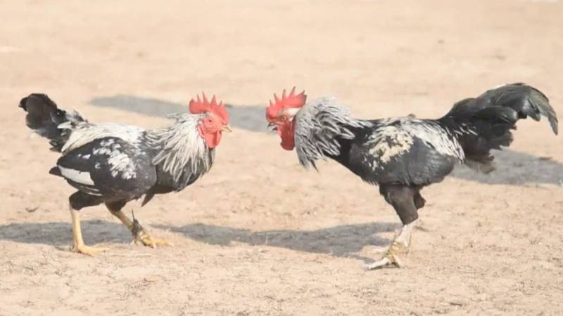 Luật Đá Gà Miền Tây – Truyền Thống Và Những Quy Định Cần Biết 3 Luật vào sới và thời gian thi đấu