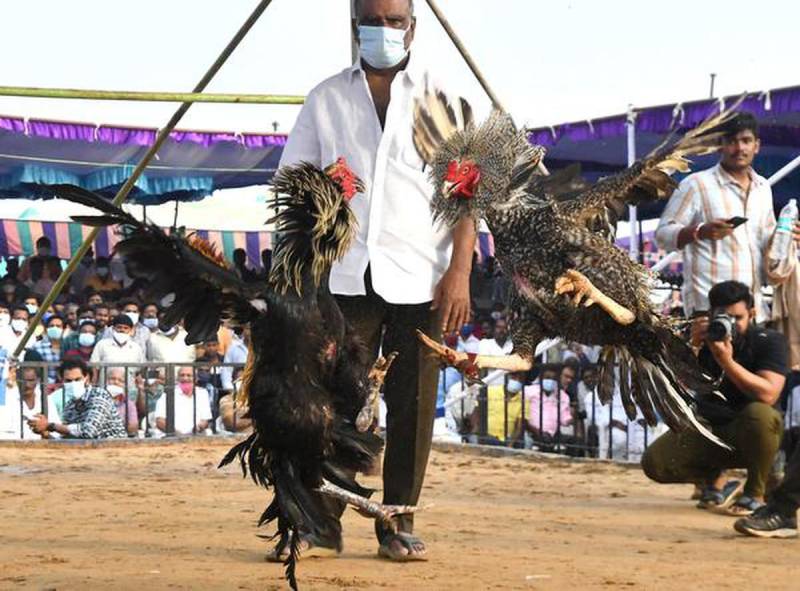 Tại Sao Đá Gà Trên Mạng Luôn Thua? Sự Thật Người Chơi Cần Hiểu Rõ 1 Tai Sao Da Ga Tren Mang Luon Thua Su That Nguoi Choi Can Hieu Ro