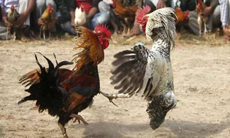 Luật Đá Gà Miền Tây – Truyền Thống Và Những Quy Định Cần Biết 4 Tiêu chí phân định thắng thua