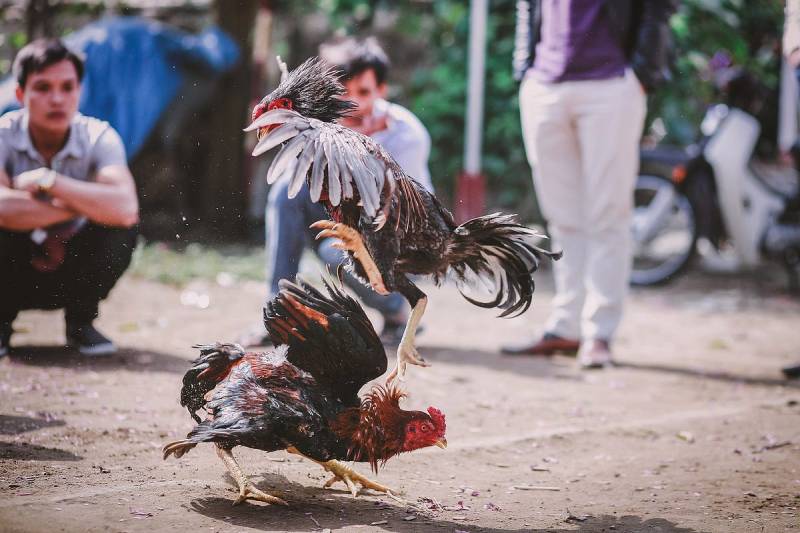 Gà Cuban Là Gì? Khám Phá Các Dòng Gà Cuban Nổi Bật 4 Vì sao gà Cuban được người chơi gà yêu thích?
